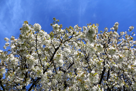 Flowering cherry tree, blue skyの写真素材