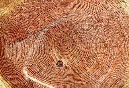 cut tree background, closeup of sproutsの写真素材