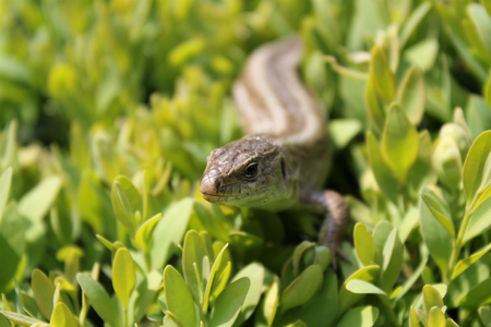 Head of lizard in focus, common wall lizard coming out of the bush bask in the sunの写真素材