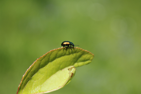 Small beetle on a leaf in a garden, green background