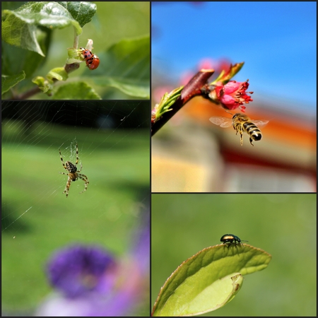 Collage of different insects in a gardenの写真素材