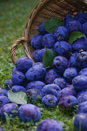 Spilled a wicker basket full of ripe plums in the grass, vertical viewの写真素材