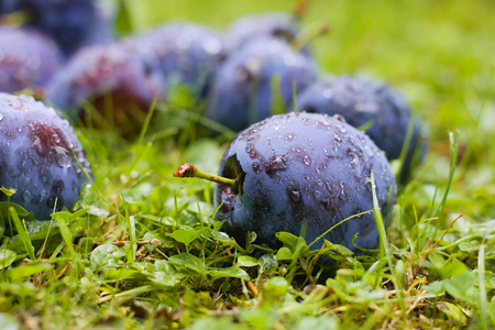 Several plums fallen in the grass after rainの写真素材