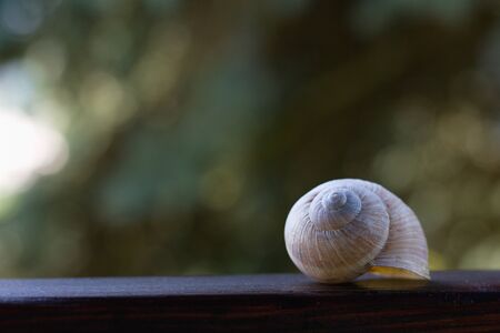 Empty old white snail shell on a wooden board, garden background. Focus on a spiral shell.の写真素材