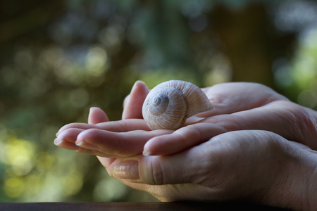 Empty white snail shell on the hands of a young woman, dark garden background. Open palm with old female snail shell.の写真素材