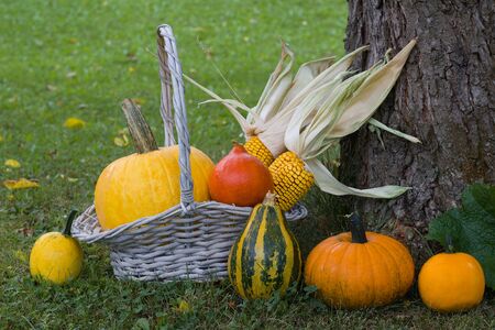 Pumpkins and corns with wicker basket in garden, autumn harvestの写真素材