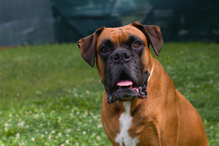 Portrait of a German Boxer dogの写真素材