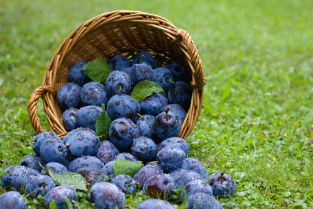 Ripe plums in a wicker basket, plums scattered in the grass just after the rainの写真素材