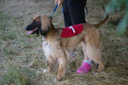 Racing Afghan hound looks at race trackの写真素材