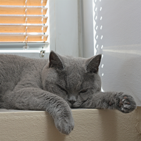 British cat you are resting on a windowの写真素材