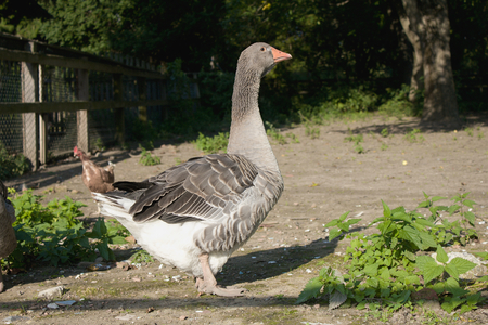 Domestic goose at backyard farmの写真素材