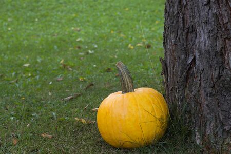 Pumpkins in garden, autumn harvestの写真素材