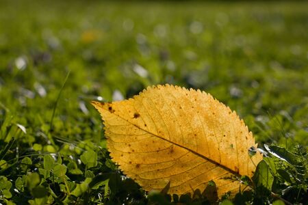 Colorful autumn leaves fallen on the grass in the sunshineの写真素材