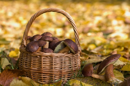Wicker basket full of wild mushrooms lying in fallen autumn leaves. Autumn color tones.の写真素材