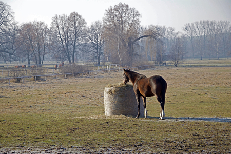 Horse chew on a bale of straw in the late autumn, paddock and pasture, herd of horses in the distant backgroundの写真素材