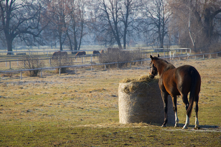 Horse chew on a bale of straw in the late autumn, paddock and pasture, herd of horses in the distant backgroundの写真素材