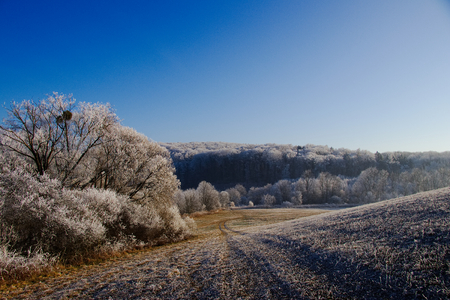 Trees and fields in the frosty winter sunny day. Forest and clear blue sky as the backgroundの写真素材