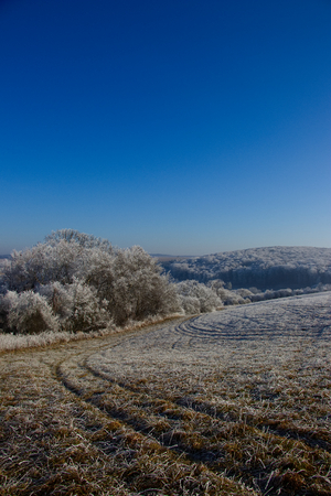 Trees and fields in the frosty winter sunny day. Forest and clear blue sky as the backgroundの写真素材
