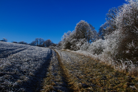 Trees and fields in the frosty winter sunny day. Forest and clear blue sky as the backgroundの写真素材