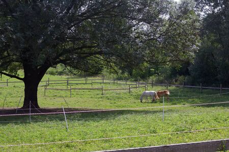Paddock in rural areas. Two horses in a pasture under a huge treeの写真素材