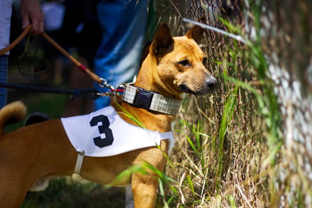 Eager racing dog waiting for the his competition behind the fenceの写真素材
