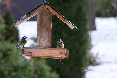 Blue Tit eats seeds in the bird feeder at winter season, two songbirdsの写真素材