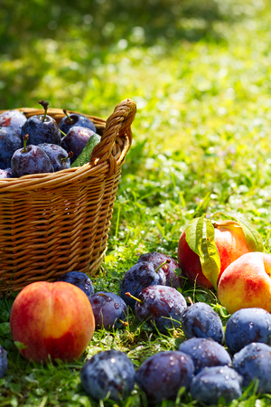 Ripe plums in a wicker basket, peaches and plums scattered in the grass just after the rain, sunlit grassy backgroundの写真素材