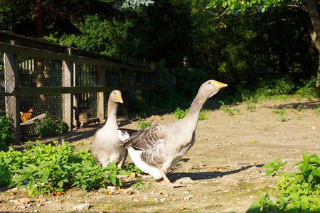 Two domestic geese on a farmの写真素材