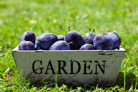 harvest of plums in the garden, ripe plums in sunlightの写真素材