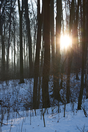 mist in the forest Gives Way to the Morning Sun, snowy mountain forest at winterの写真素材