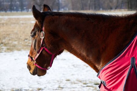 Young brown horse in winter, thoroughbred in a protective blanket on a snowy pastureの写真素材