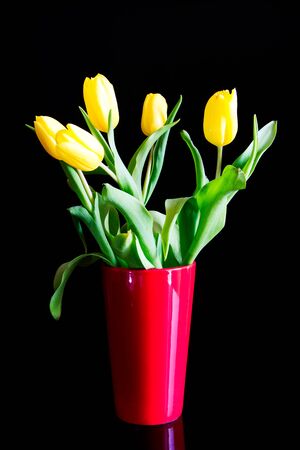 Yellow tulips in red vase on a black backgroundの写真素材