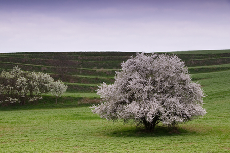 Blooming plum tree in the countryside with cascade field in the background . Landscape of countryside in springtime. Farmland and cloudy sky.の写真素材