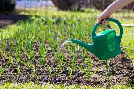 Woman watering cans garlic plant. Field of young garlic sprouts. Woman uses a plastic watering can.の写真素材