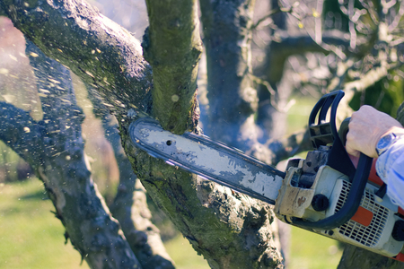 Man cuts tree branches with a chainsaw, felling a tree in the garden. Gardening in orchard.の写真素材