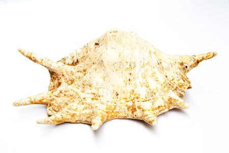 seashell on a white background for isolation, isolated large sea shell - Drupa rubusidaeusの写真素材