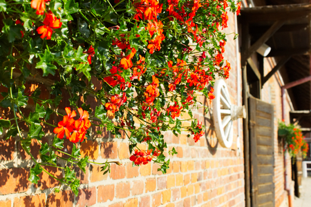 Red geraniums on the old stone stable. Stable with brick walls and flowers.の写真素材