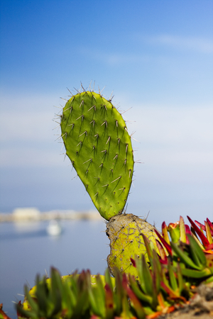 Cactus on the Corsican coast, Blurred sea and blue sky background.の写真素材