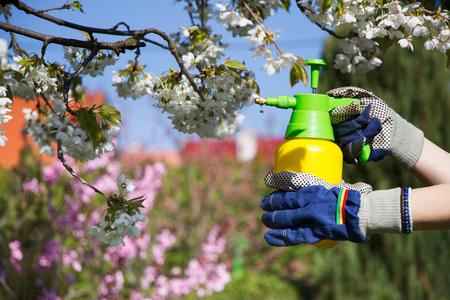 Woman with gloves spraying a blooming fruit tree against plant diseases and pests. Use hand sprayer with pesticides in the garden.の写真素材
