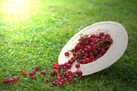 Freshly picked ripe cherries in a straw hat laid in the grass. Summer harvest of red cherries in the garden.の写真素材
