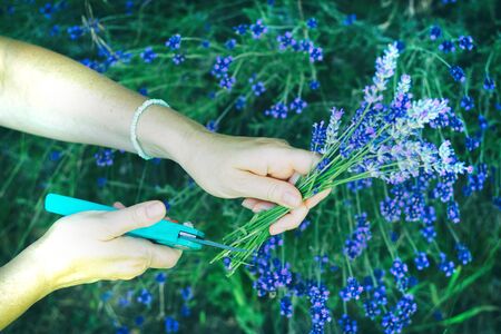 Woman cuts a lavender bouquet with garden scissors. Pruning a lavender in the garden. View from above. の写真素材