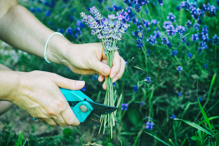 Woman cuts a lavender bouquet with garden scissors. Pruning a lavender in the garden.の写真素材