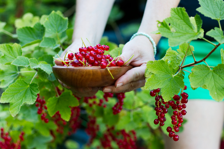 Woman collects ripe red currant into a wooden bowl. Summer harvest of small fruit in a garden.の写真素材