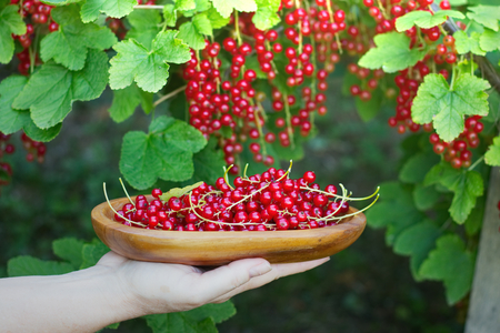 Woman collects ripe red currant into a wooden bowl. Summer harvest of small fruit in a garden.の写真素材