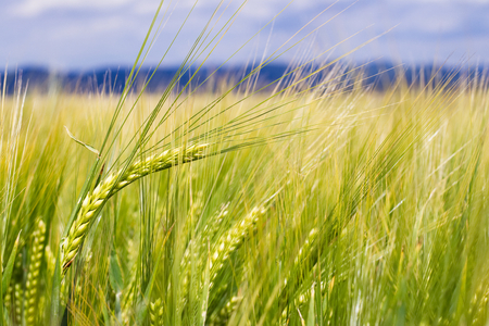 Detail of barley field. Young barley plants in the field. Blurred background.の写真素材