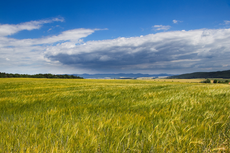 Beautiful view of countryside with barley field and a storm coming in the background. Agriculture landscape. の写真素材