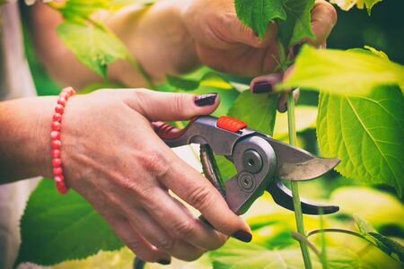 Woman cut a bouquet of flowers white hydrangeas with pruning scissors. Garden work on a blooming hydrangea.の写真素材