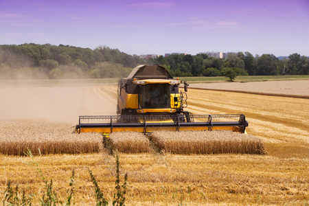 Combine harvester machine harvesting ripe wheat crops. Harvest of wheat field at countryside. Heavy agricultural machinery during the summer harvest. の写真素材