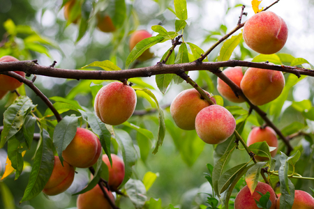 Peaches on a branch of a fruit tree. Ripe organic peaches before harvest in the orchard.の写真素材