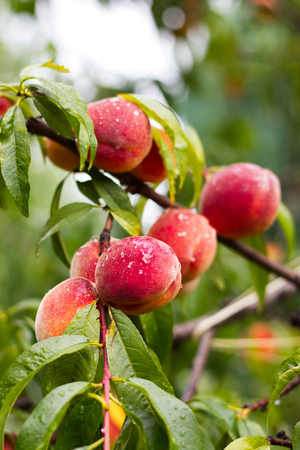 Peaches on a branch of a fruit tree after rain. Ripe organic peaches before harvest in the orchard. Bio garden with peach trees.の写真素材